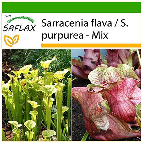 SAFLAX - Schlauch- / Kannenpflanze - 10 Samen - Mit keimfreiem Anzuchtsubstrat - Sarracenia Mix SAFLAX - Schlauch- / Kannenpflanze - 10 Samen - Mit keimfreiem Anzuchtsubstrat - Sarracenia Mix