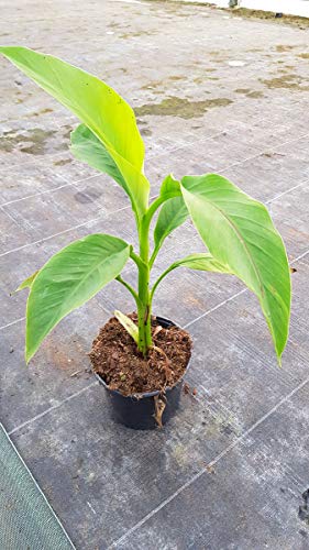 Musa basjoo/Bananier du Japon/Conteneur de 2 à 2.9 litres