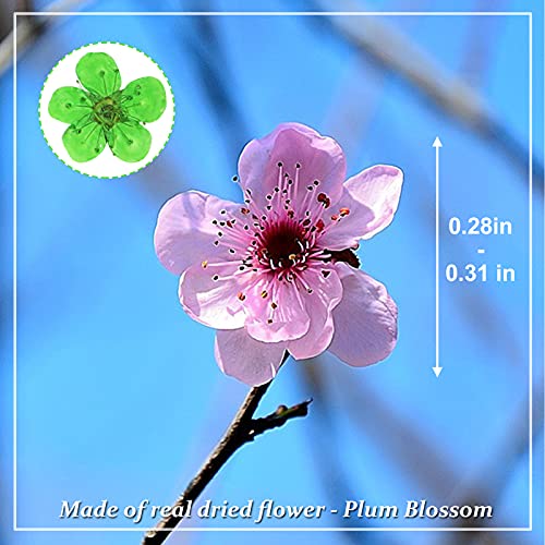Flores prensadas secas naturales, 60 piezas verdes miniatura 2