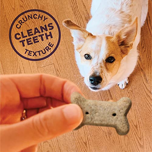Old Mother Hubbard By Wellness Classic Bac'n'cheez Natural Dog Treats, Crunchy Oven-Baked Biscuits, Ideal For Training, Small Size, 20 Ounce Bag #TOP6