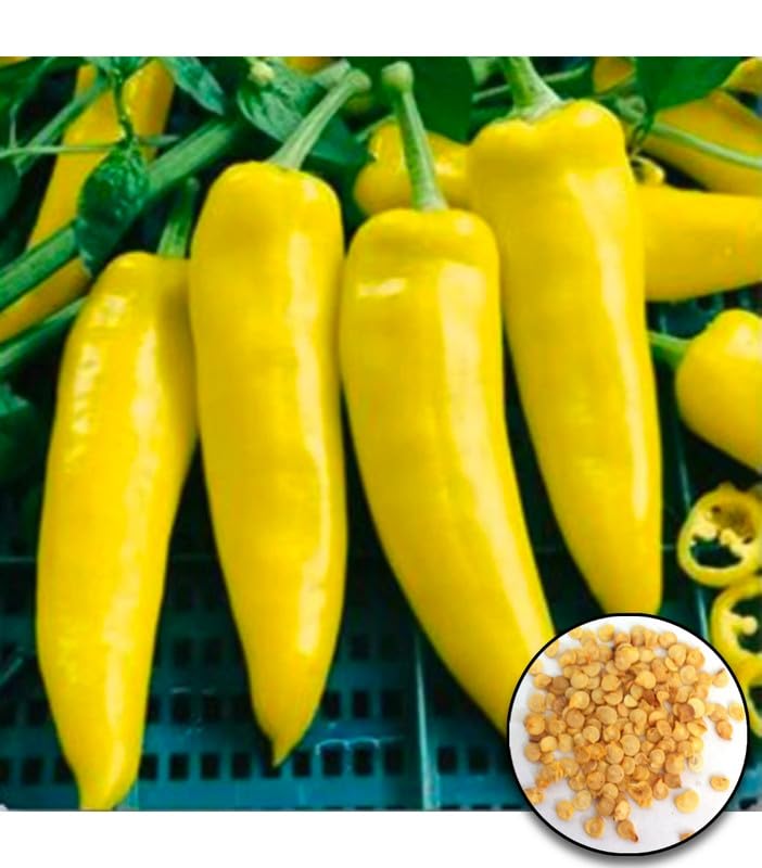 Hungarian Wax Yellow Chilli Pepper Seeds, 31 Seeds for Vibrant Home Gardens and Flavorful Meals-image-34