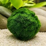 9 Large Live Moss Pebbles Balls for Aquarium, Fish Tank Decoration Green Algae Spheres 1.3"-1.5" (9 Pack)