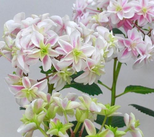 Amazon Co Jp 紫陽花 あじさい ピーターパン 籠入り 誕生日 に 白覆輪 の 八重咲き という めずらしい 花形 花色 の 人気 品種 フラワーギフト アジサイ の 鉢花 ハイドランジア 可愛い ピンク 色 長く楽しむため早めの購入がお得 送料込み Diy 工具 ガーデン