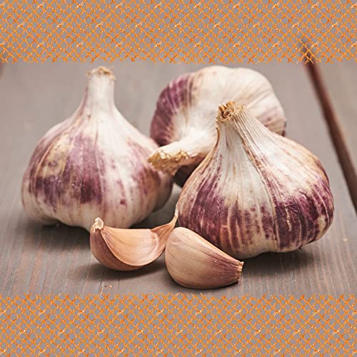 FLORTUS – Winterpflanzknoblauch Germidour 500 g Netz zertifiziertes Pflanzgut, keine Samen – Knollengröße 40-50 mm – winterhart, würziger Knoblauch aus Südfrankreich
