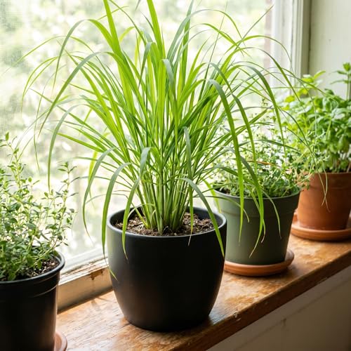 2 Lemongrass Live Plants Well Rooted 8-10 Inch Tall Fragrant Lemon Grass Herb for Growing in Container or Garden