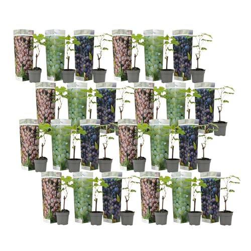 Plant in a Box - Mezcla de 24 plantas de uva - Vitis Vinifera - Uva - Maceta 9cm - Altura 25-40cm