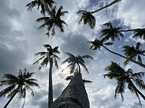 Seaside Clubbers & Martin Lindberg