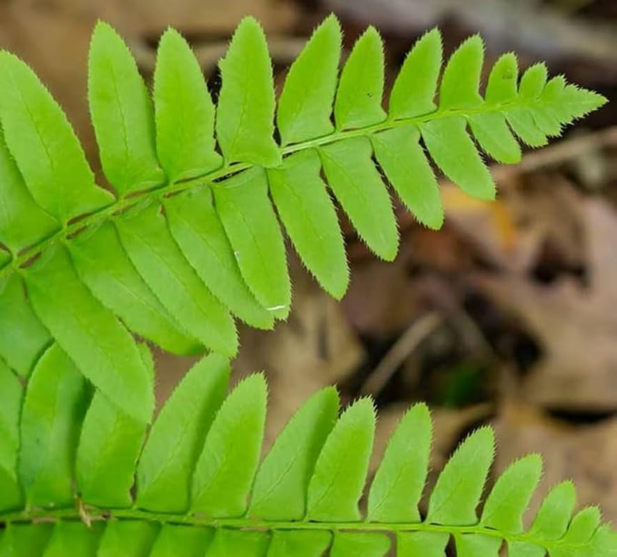 50 Christmas Fern Roots - Live Native Fern Rhizomes - Polystichum acrostichoides - (50 Pack)
