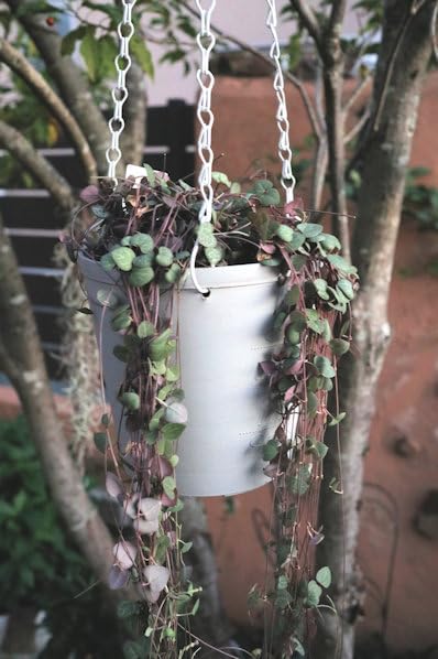 Amazon｜多肉植物 ハートカズラ (ラブチェーン) 超ロング 樹脂製