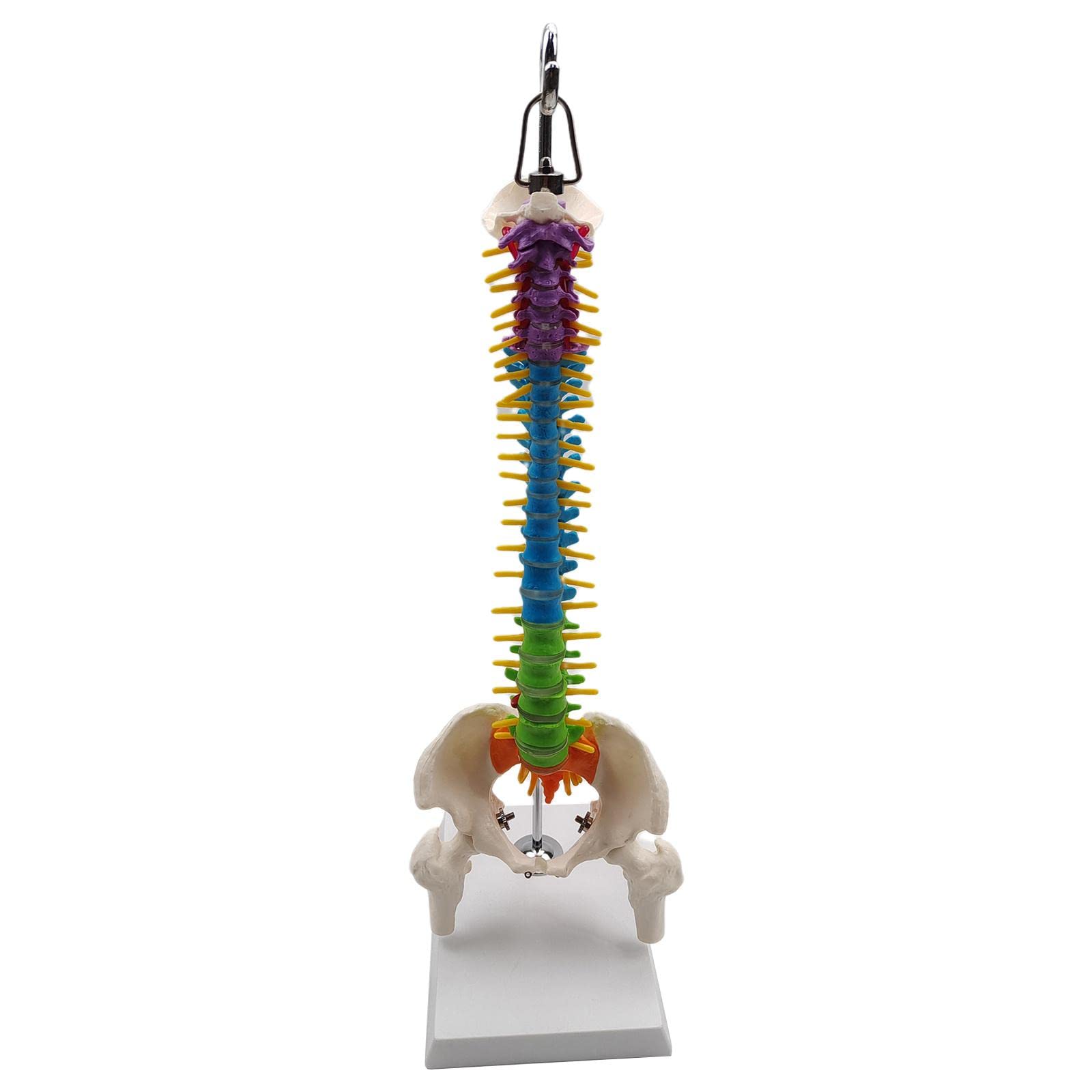 Luwecf Spine Model, 45cm Spinal Cord Model with Vertebrae, Nerves,Arteries, Column, And Pelvis for Student Biology Class, with Pelvis Femur