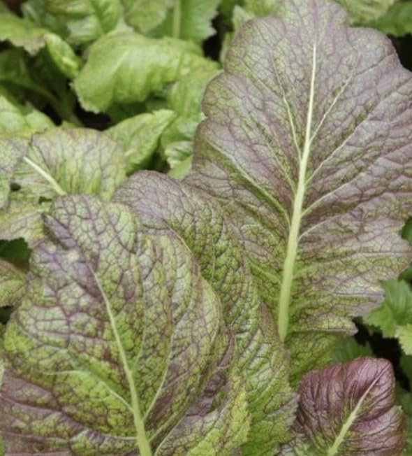 1 Pack of 400 SEEEDS Mustard - Brassica Juncea - Salad Leaf