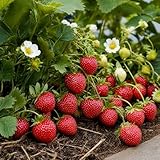 Fraise a planter Mara des Bois   20 plantes frigo A+   Mélange de variétés   Plantes de fraisiers réfrigérées des Pays Bas   Résistantes au froid et vivaces   Plantes Fragaria x ananassa.