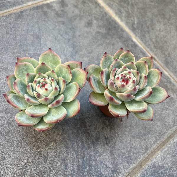 Amazon.co.jp: 多肉植物 チワワエンシス チワワ 苗 多肉 エケベリア