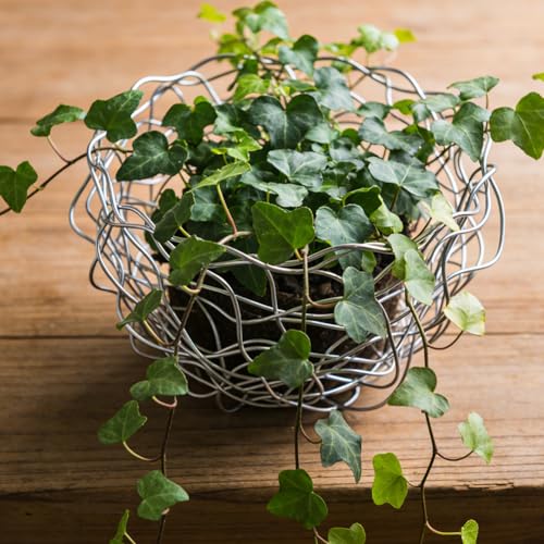 RANJIMA 304 Edelstahldraht 60 Meter, Ø 1 mm Basteldraht Silber Draht Edelstahl Bindedraht Modellierdraht, Draht Zum Basteln Edelstahlseil für DIY-Bastelarbeiten Kletterpflanzen Gartenverkabelung