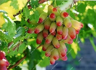 . Pack of 20 Cherry Seeds, Rare Organic Heirloom Fruit Seeds, Mini Cherry Bonsai Plant Seeds, Plant for Home Garden Easy Grow: 9: Only Seeds