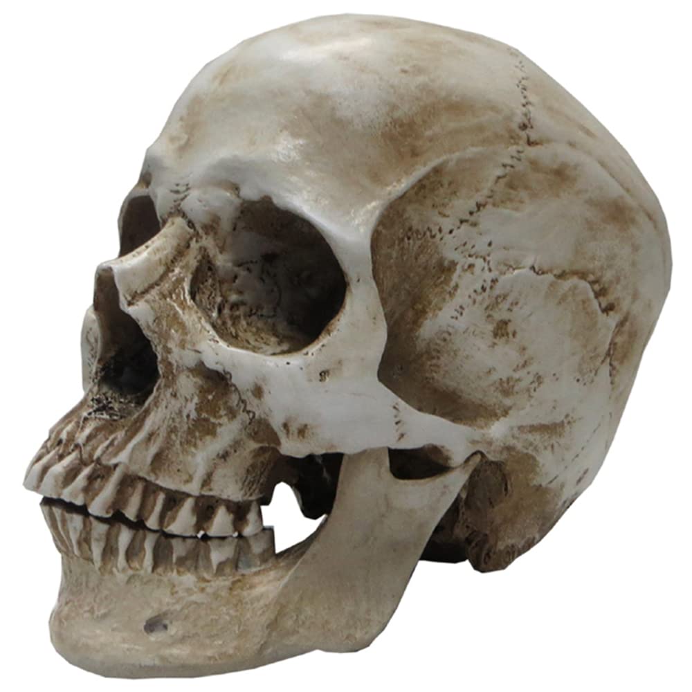 GTHTUHFD Life Size Human Skull Model – Human Skull Muscle Bone Model – Art Scientific Anatomy Drawing Skull Model For Reference Artist