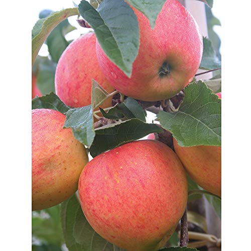 Thompson & Morgan Hardy Apple Fruit Tree ‘James Grieve’ Bare Root Plant, Highly Attractive to Pollinators, High Yielding Ideal for Kitchen Gardens, Allotments, Patio and Containers