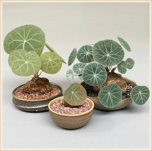 Bulbos de stephania erecta,Resistente,stephania erecta Planta,Decoración del jardín,Plantas de stephania erecta,Embellecer El ambiente,Elegante,Muy decorativo.-greenJ-1bulbo