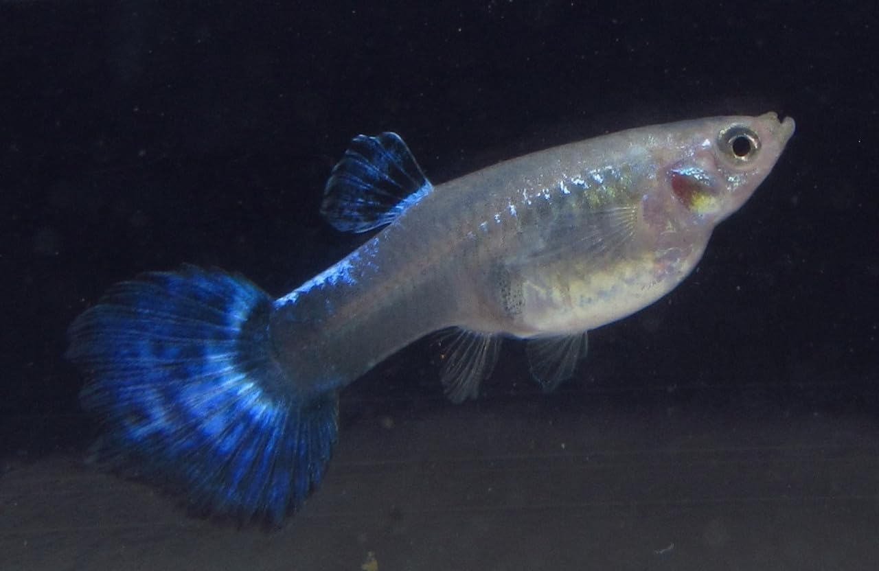 6 Pack - Large Blue Nebula Female Guppy Live Freshwater Aquarium Fish