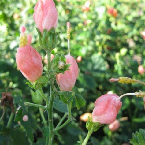 100 Savory Winter Plant Seeds
