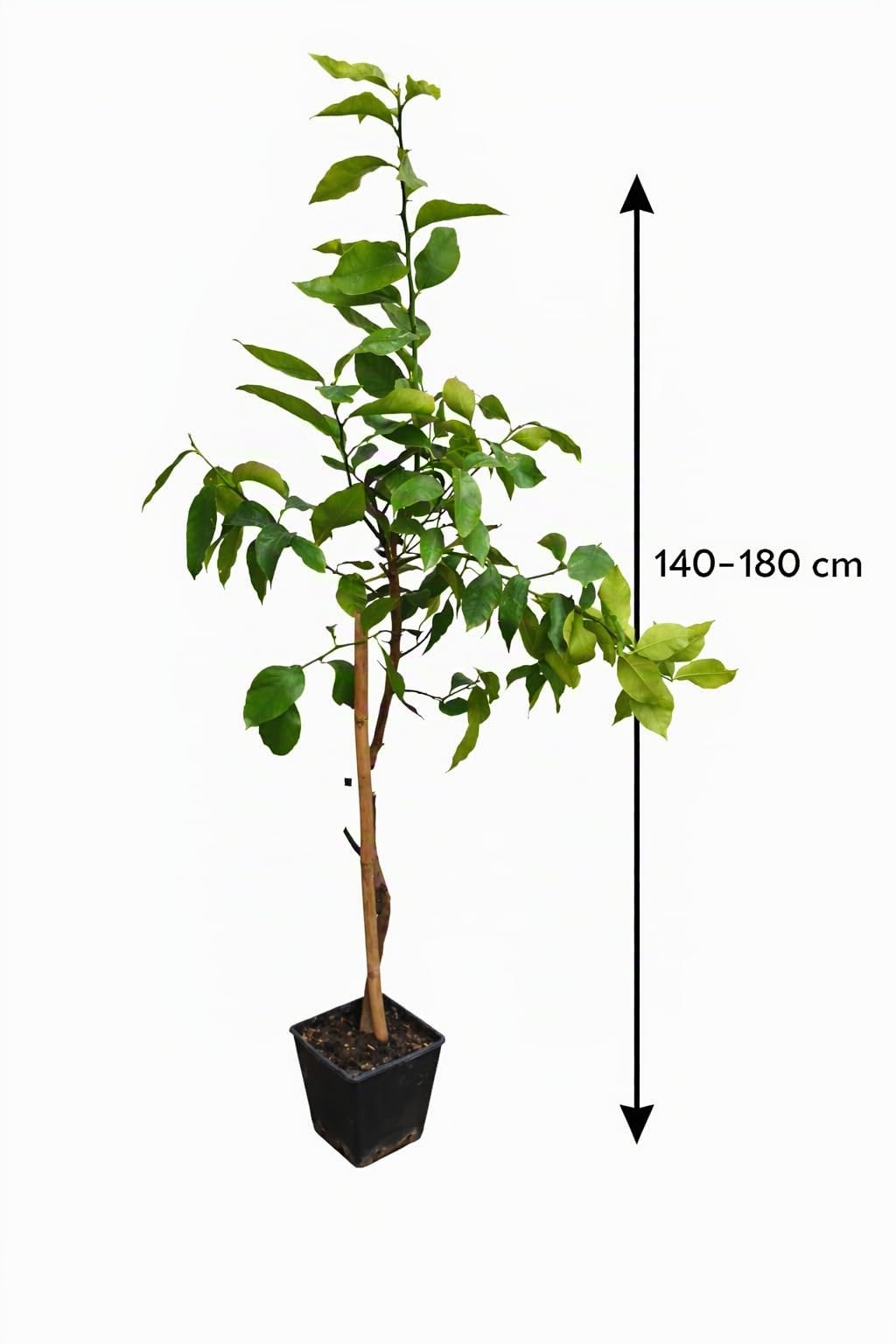 Kaffir-Limettenbaum (Citrus Hystrix) 130-180 cm – Aromatische Blätter & Früchte | Exotische Würze für Küche & Cocktails | Robuste, Pflegeleichte Zitruspflanze