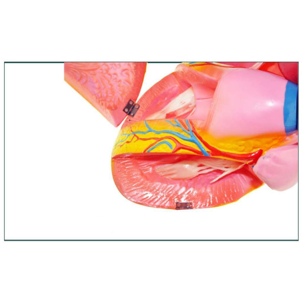 Modello anatomico Modello Cardiaco con ingrandimento 5 X - Modello anatomico di Organo Umano Modello Cardiaco Materiale PVC Modello Umano anatomico scientifico