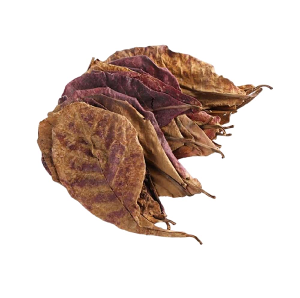 Generic 10pcs / pack Catappa Indian Almond Leaves Natural Terminalia Catappa Leaves Island Almond Leaf for Fish Aquarium Tank