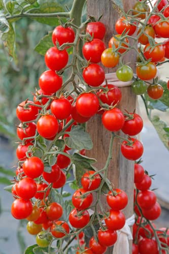 Red Cherry Tomato Plug Plants 'Grow Your Own' from Our Premium Quality Plants (3, Cherry Red)