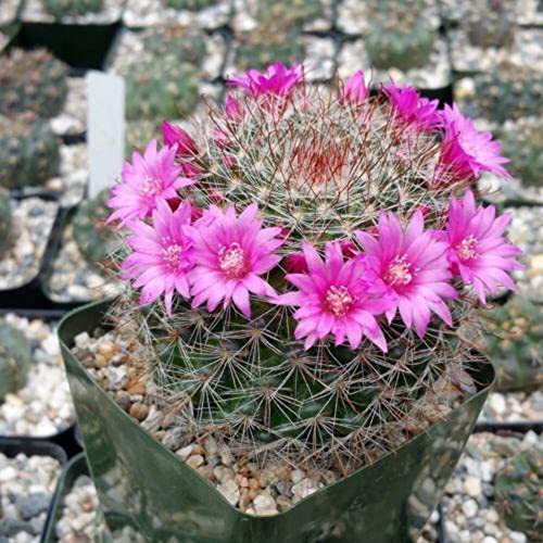 Planet Desert Mammillaria Zeilmanniana Cacti Cactus Succulent Real Live Plant #TOP1
