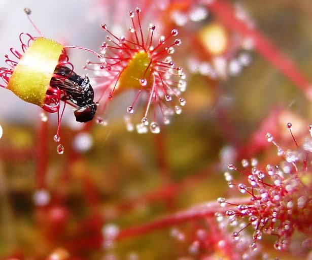 Fly Trap Drosera Anglica Plant Seeds-image-42
