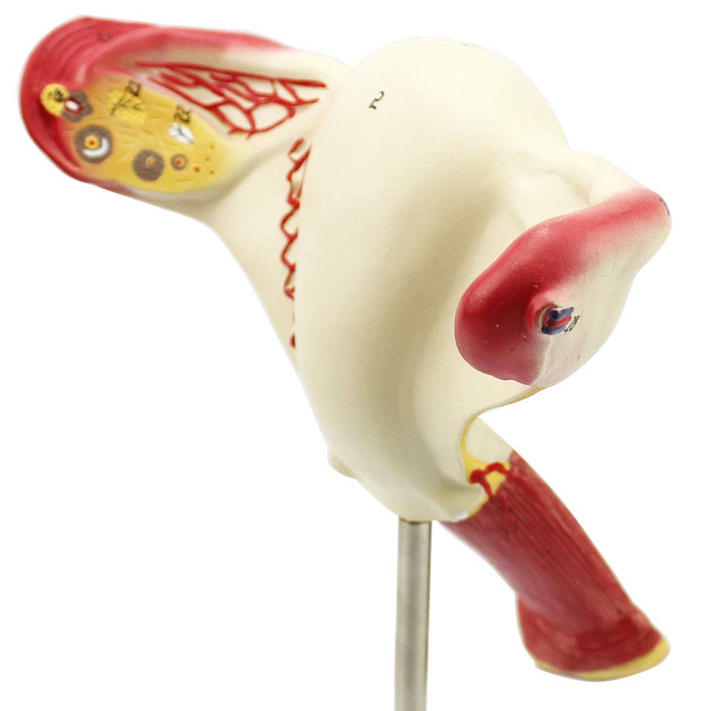 Ovarial-Eileiter-Modell, verwendet for die Uterus-medizinische Lehre