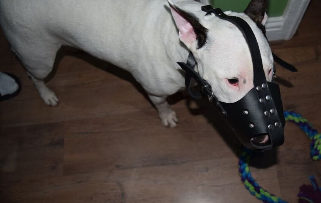 Bozal de perro de cuero fuerte para Bull Terrier y otros hocicos similares (ZB3)