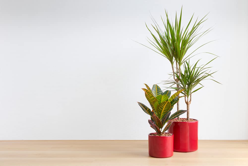Bloomique - Dracaena Marginata - Drachenbaum - Zimmerpflanzen -  Pflegeleicht - Luftreinigend - Hhe 70-80 cm - Topf 17 cm : Amazon.de:  Garten