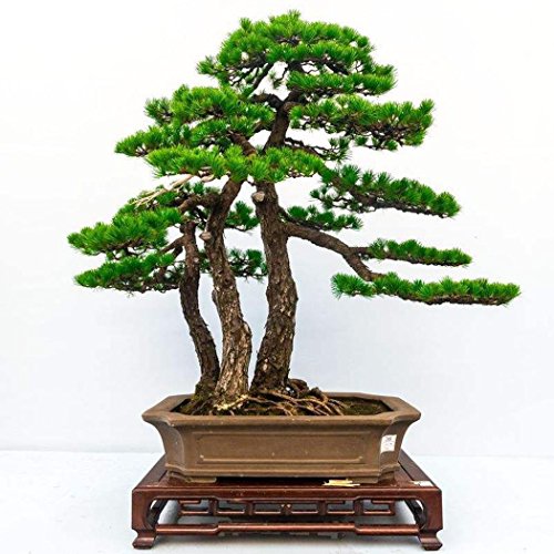 10 stücke/20 stücke Kiefer Samen Japanische Weiß Pine Samen Pinus Parviflora Grünpflanze Baum Bonsai Samen - Image 4