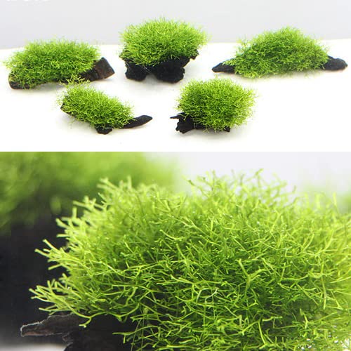 Amazon.co.jp: （水草）☆育成済☆ リシア 流木 ミニサイズ