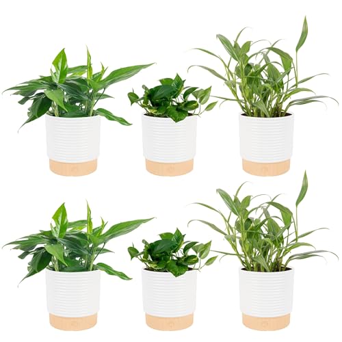Image of Costa Farms Pothos Live Plants (6-Pack), Devil's Ivy Assorted Varieties in Decorative Plant Pots, Easy Care Air Purifying Indoor Houseplants, Home or Office Decor, Housewarming Gift Set