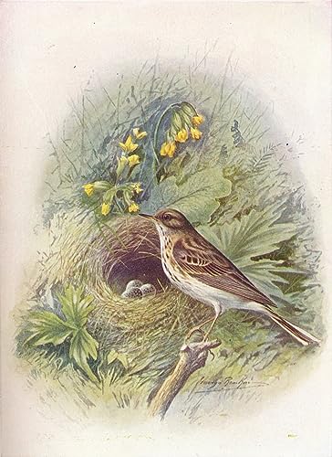 Poster Image Impression Sur Toile Arbre-pipit Anthus Trivialis George Rankin 60x90cm