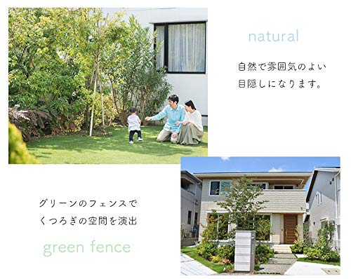 Amazon｜ピスタチア 常緑低木 レアプランツ 樹高 50-70cm 植木 庭木