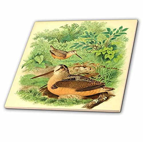 4 Inch Ceramic Tile - Vintage Bird Print American Woodcock Birds Antique Art Illustration Bird Designs