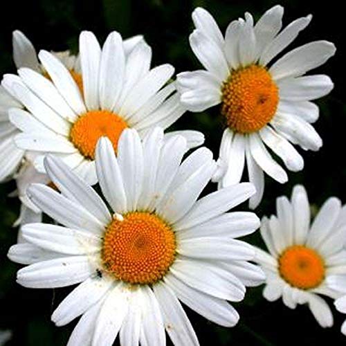 Amazon.com : Ox Eye Daisy Seeds (40 Seed Pack) : Patio, Lawn & Garden