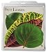 EuroQuest Imports Tropical Deco Parchment Leaves, Package of 20