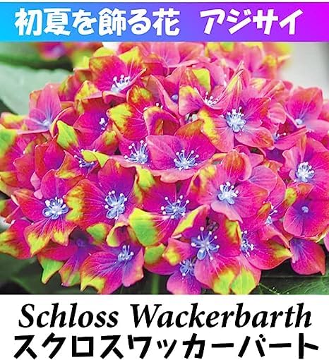 Amazon.co.jp: 花木苗 アジサイ スクロスワッカーバート外 1株