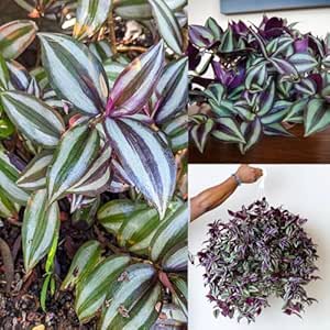 Wandering Jew Plant Air Purifying plant (Pack of 1 Outdoor live plant