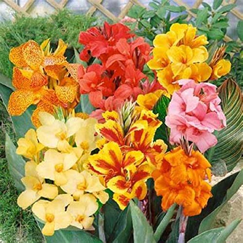 Canna Knolle, Winterhart Canna, Indisches Blumenrohr, Blumenzwiebeln MehrjäHrig, Lange BlüTezeit, Winterharte Frühblüher, Pflegeleichte, 1knollen-J