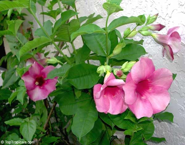 Mphmi Live Plant Nursery NCR Plants Allamanda purple/Violet - Flowering Shrubs Flower Garden Live Plant Nursery Indoor Outdoor Living Plants (B0C4H3YHL2) Amazon Price History, Amazon Price Tracker
