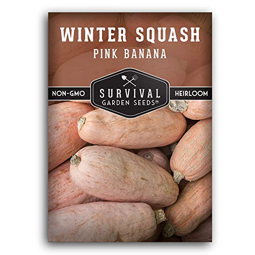 Survival Garden Seeds - Pink Banana Winter Squash Seed for Planting - Pack with Instructions to Plant and Grow Unique Winter Vegetables in Your Home Vegetable Garden - Non-GMO Heirloom Variety