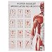 Muskulatur des Menschen Mini-Poster Booklet Anatomie 34x24 cm, 12 Poster