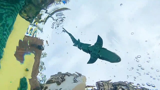 Amazon.com: 2.4G Remote Control Shark Toy 1:18 Scale High