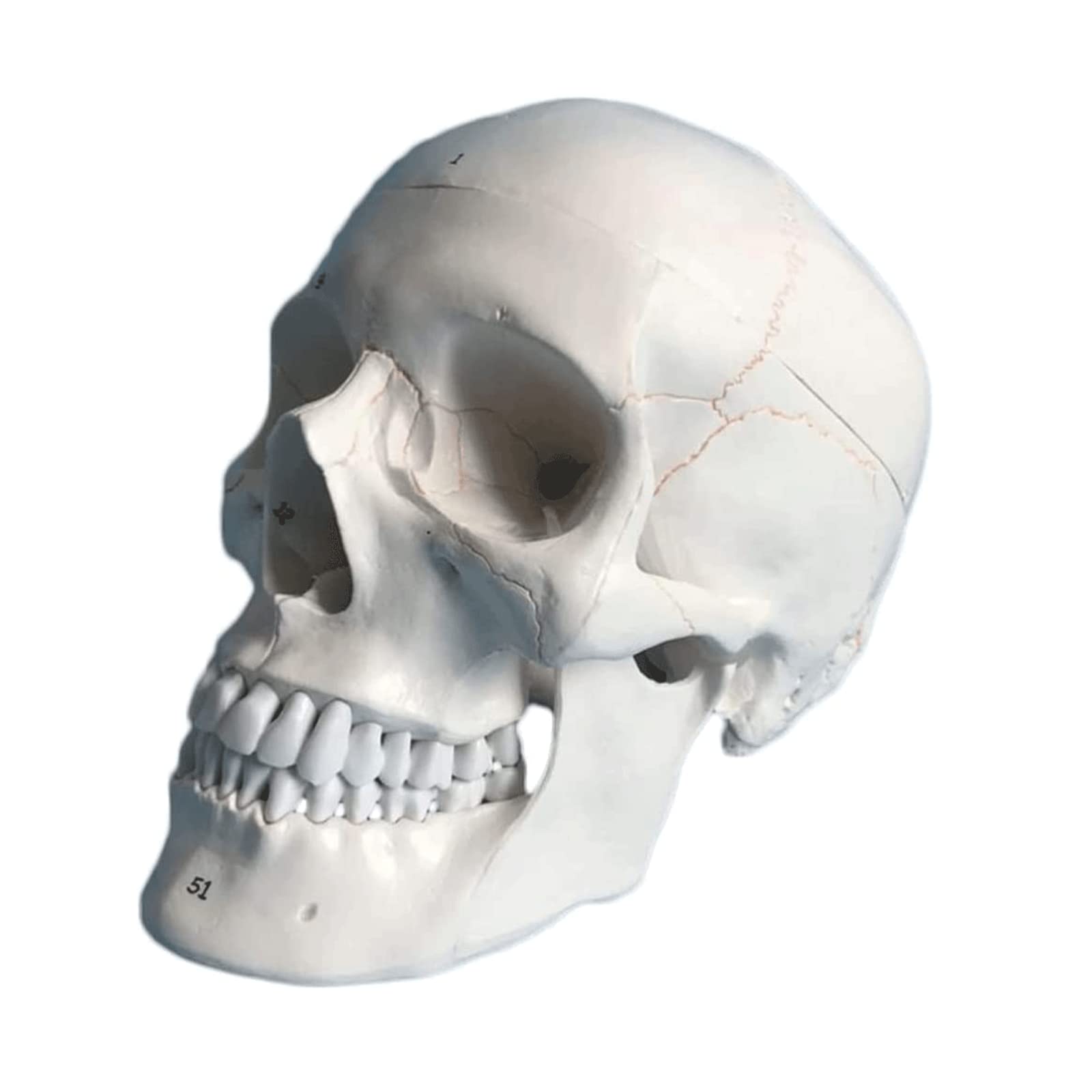 GTHTUHFD Skeleton Model Models Human Skull Model Organs Model Human Model Removerable Realistic Accurate Numbered Human Anatomy Model Skeleton Model