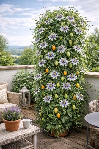 Winterharte Passionsblume Passiflora caerulea 60–70 cm – mehrjährige exotische...
